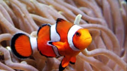 스포츠배팅사이트 ▷▷ ＨＡ７ＢＡ．ＣＯＭ ◁◁ 7m데이타베이스