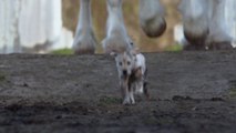 Une pub magique pour les amoureux des animaux et de la bière : 2015 Budweiser Super Bowl