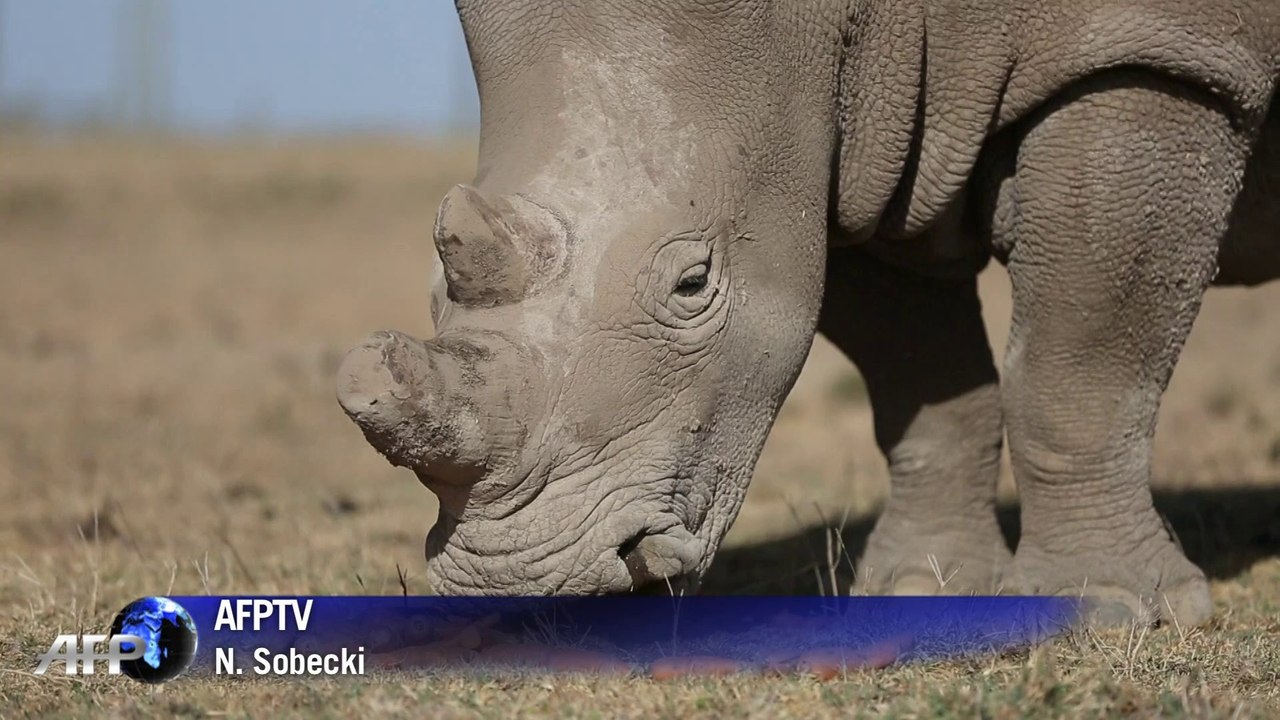 Le rhinocéros blanc, une espèce bientôt éteinte, "pour une certaine période"