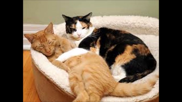 인터넷배팅사이트 ▷▷ ＨＡ７ＢＡ．ＣＯＭ ◁◁스포츠토토배트맨