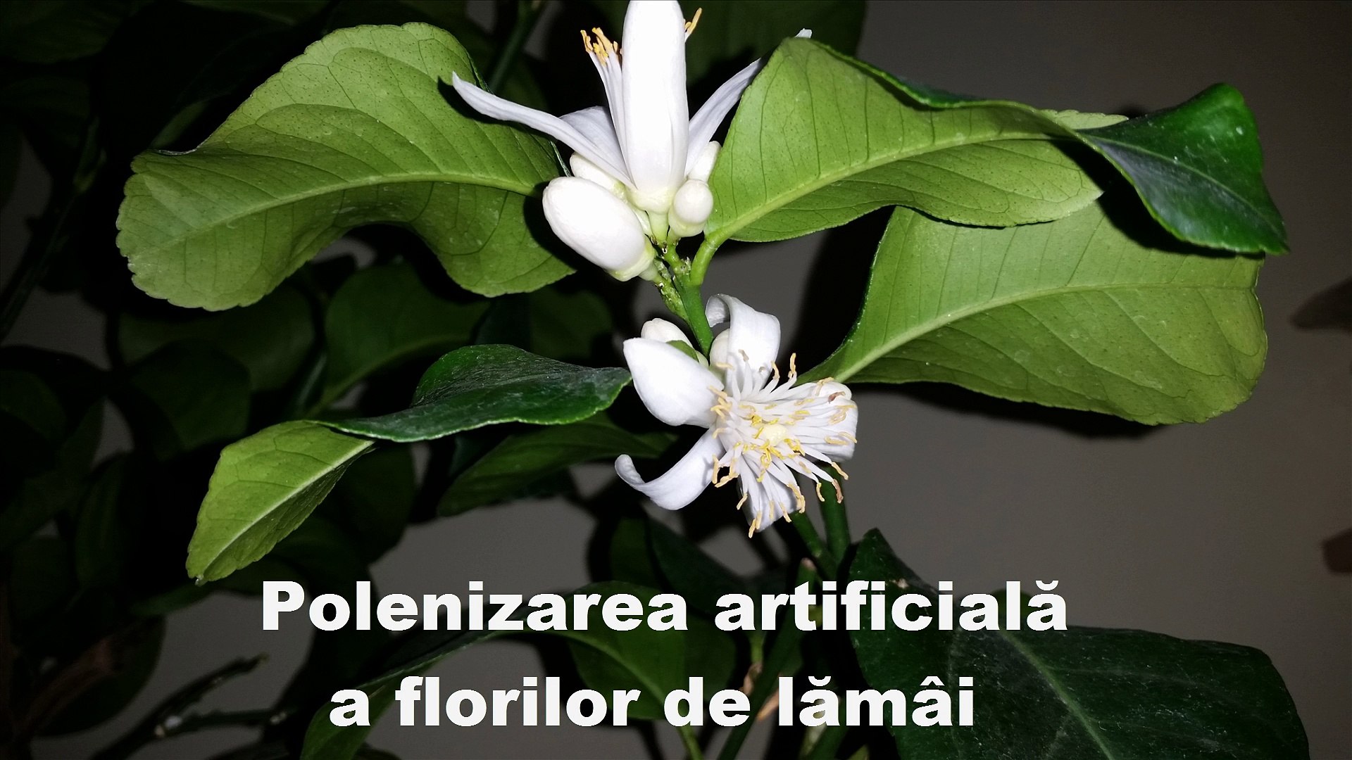 Polenizarea artificială a florilor de lămâi - video Dailymotion