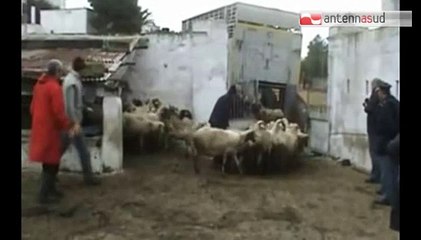 TG 28.01.15 Diossina, a Massafra saranno abbattuti 64 bovini