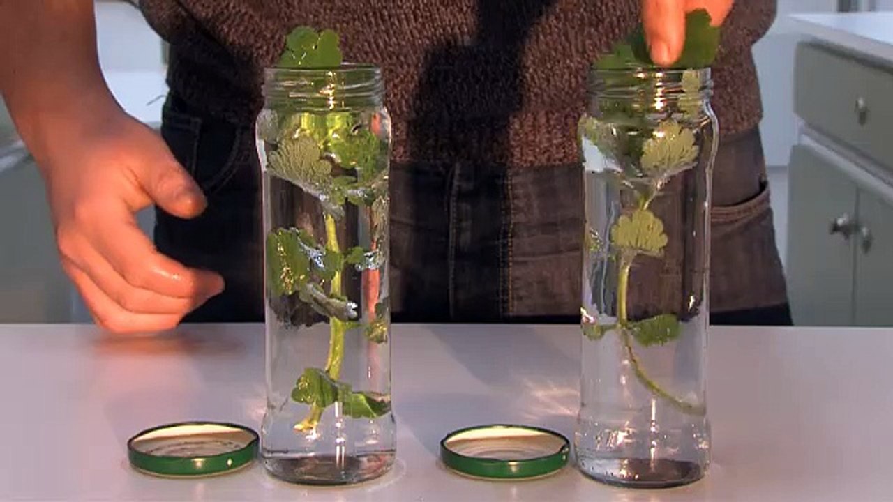 Les Petits Débrouillards - Expérience 1 - la photosynthèse