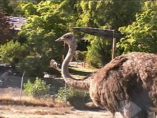 Wildlife Safari Tour (2006)