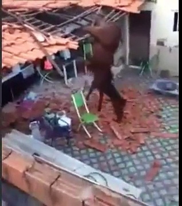 Un cheval coincé dans un toit essaye de descendre