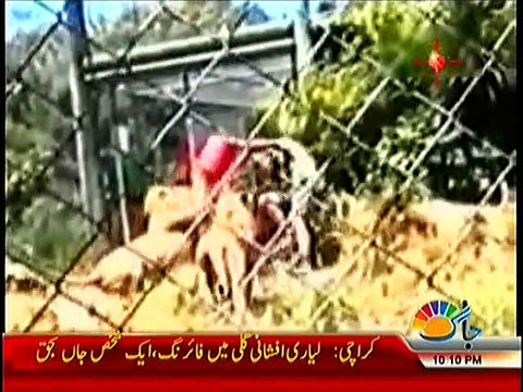 Lions Badly Attack Zookeeper in New Zealand