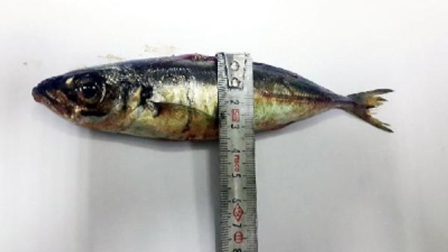 Şifa Olsun Diye Yuttuğu 16 Cm Boyundaki Canlı İstavrit Öldürüyordu