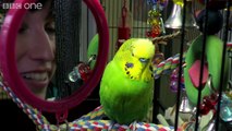 Meet Disco the incredible talking budgie - Pets - Wild at Heart- Episode 1 Preview - BBC One