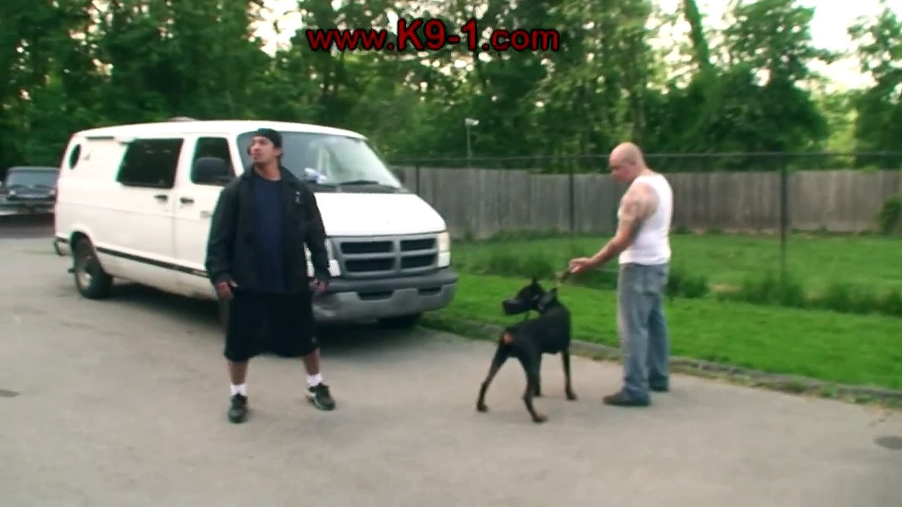 Doberman Attack Training