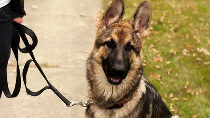 Advanced dog training exercises