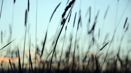 Alon Solomon: Grass Meadow on Sunset