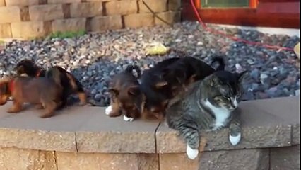 Yavru Köpekler Güneşlenen kediyi böyle perişan etti