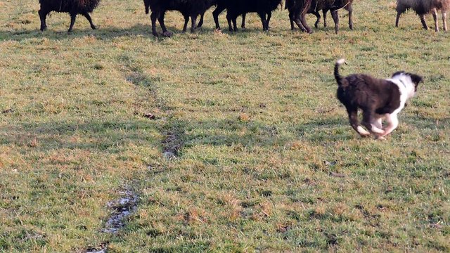 Jet 2 mois 1/2 aux moutons pour la 2ème fois