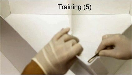 Expérience d'association nombre/espace chez les poussins