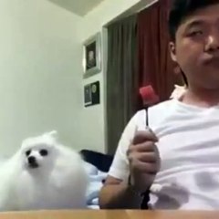 Funny Video 2015 | Dog Imitate It`s Head Same like Human being