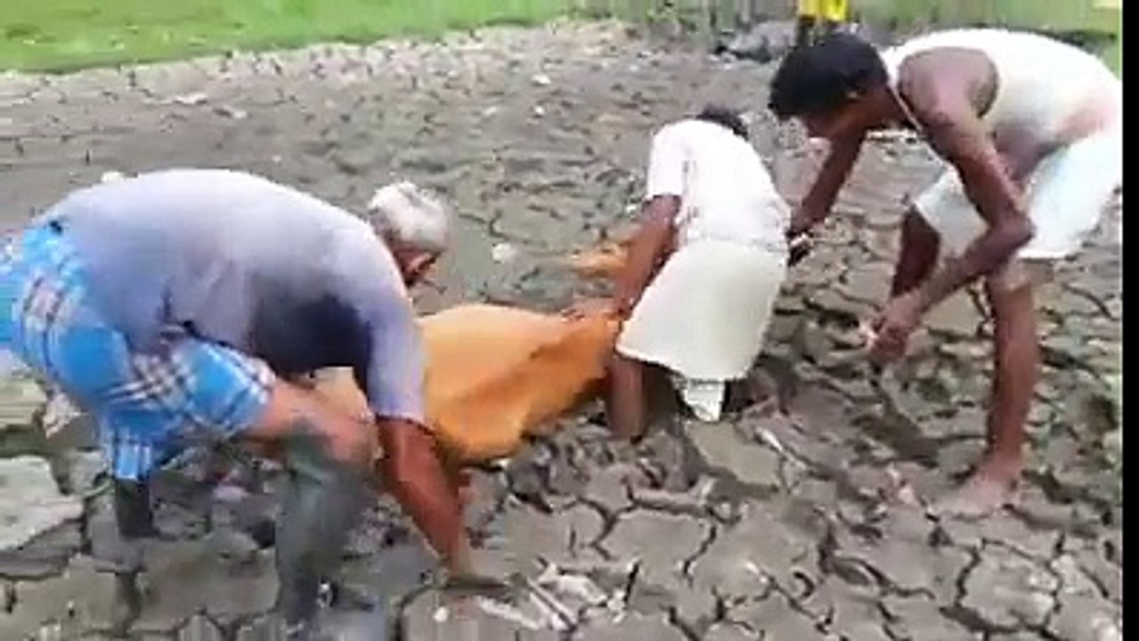 A helpless cow