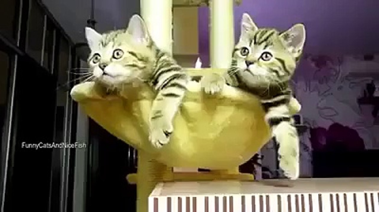 for cat lovers