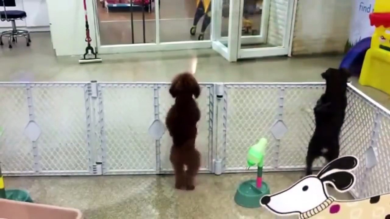 Dog Dancing With Song Latest Video 2015