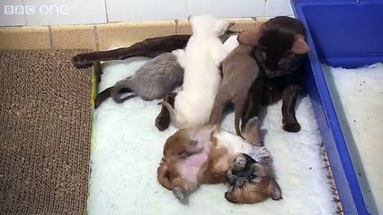 Orphaned puppy is adopted by mother cat - Pets - Wild at Heart  Episode 2 preview - BBC One