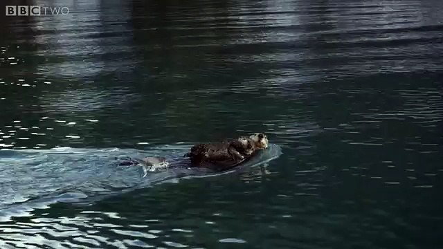 Sea otter pup is left to float alone - Alaska Earth's Frozen Kingdom Episode 1 Preview - BBC Two