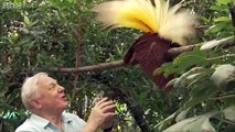 Bird interrupts David Attenborough - Attenborough's Paradise Birds - BBC Two