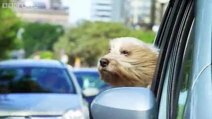 The secret smelly world of dogs - Pets - Wild at Heart  Episode 2 preview - BBC One