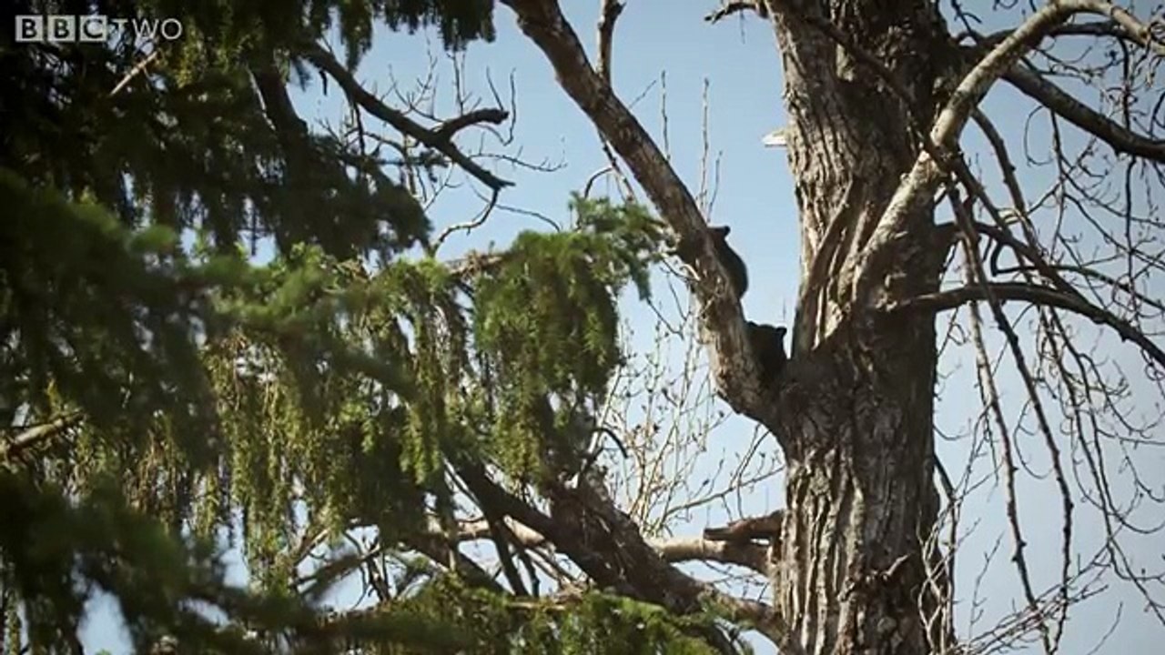Black bear cub is scared to climb down - Alaska...