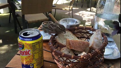 Arone, petits oiseaux...