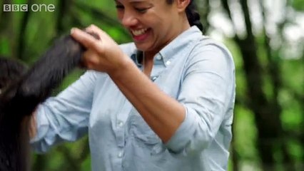 Making a Bonobo laugh - Animals in Love  Episode 1 - BBC One