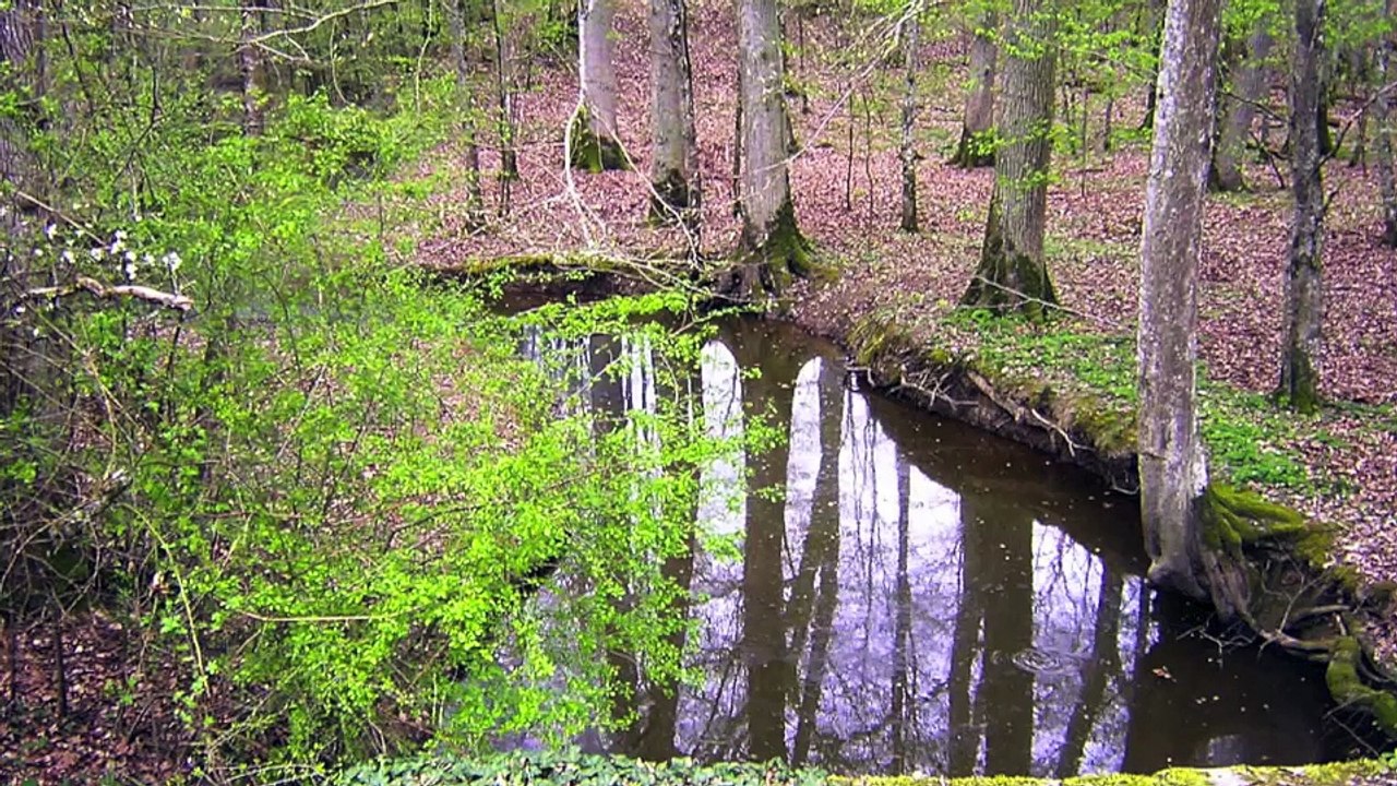 CLAUDE BURKEL EN FORET D'ORIENT - 2012