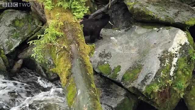 EXCLUSIVE Anan creek bears go fishing - Alaska Earth's Frozen Kingdom Episode 1 - BBC Two