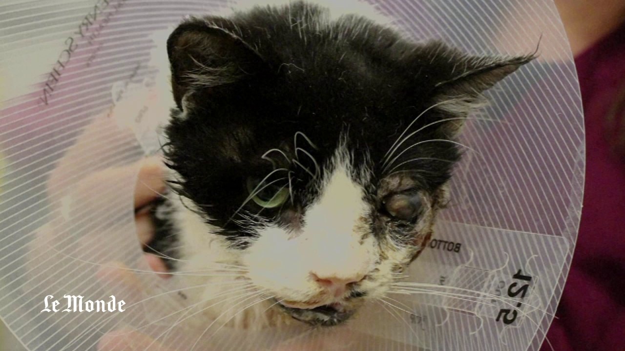 Bart, le "chat zombie"