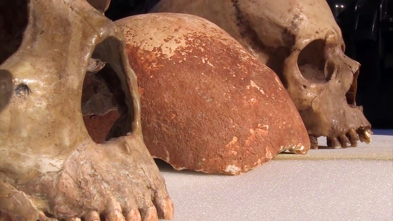 Schädelfund belegt Weg des modernen Menschen nach Europa