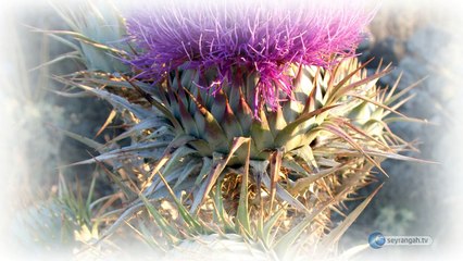 9- Ebu Lehebin Küfür Üzere Ölmesi  Kur'an-ın Gaybi Haberleri