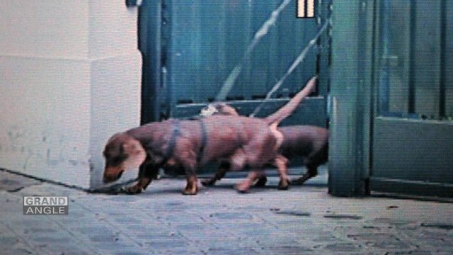 La vie de roi du teckel de Liliane Bettencourt