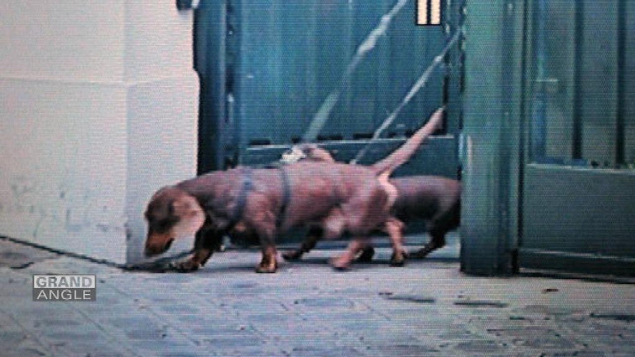 La vie de roi du teckel de Liliane Bettencourt