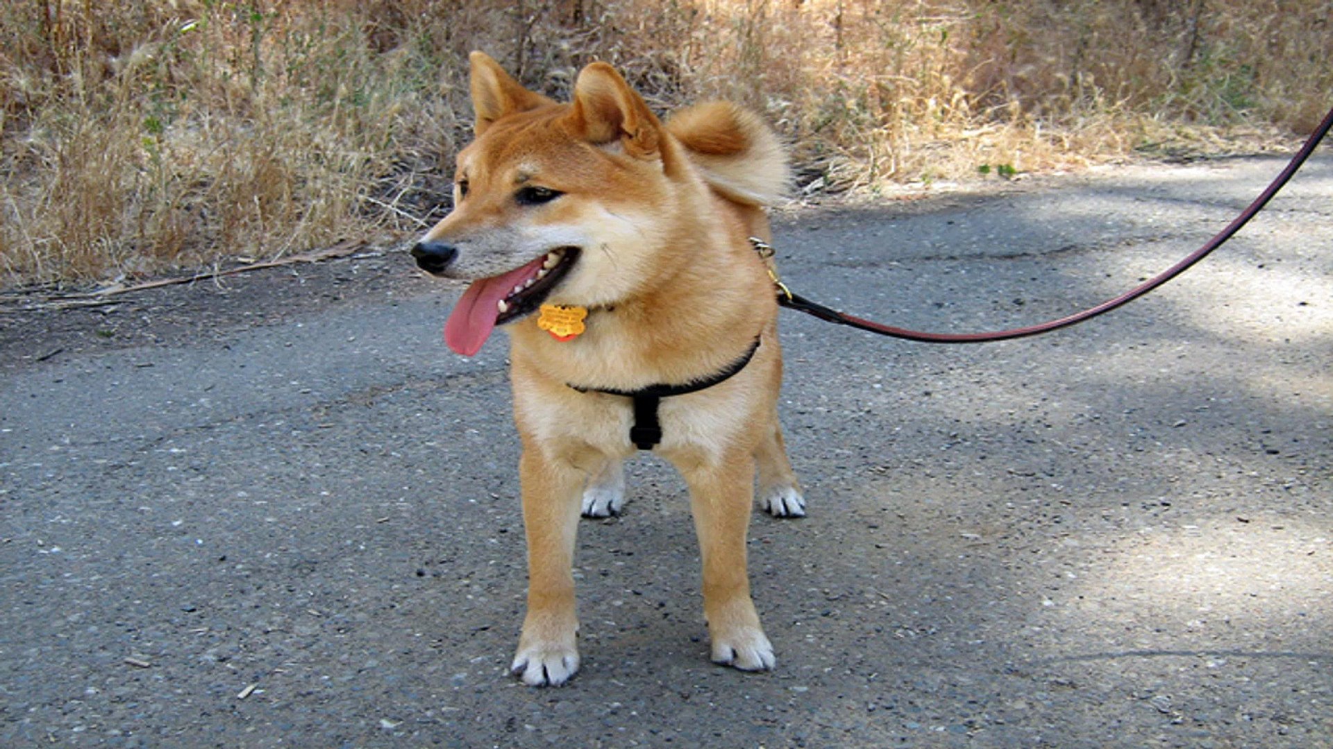 ⁣Dog training – Training your dog to not pull on the leash