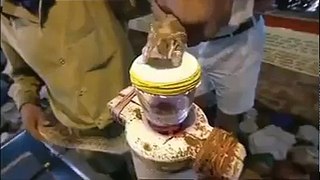 Why Man Die After Snake Bite Amazing Video