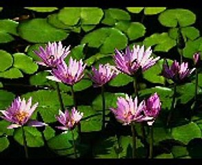 Ekrem Celebi   Dost Kapısı