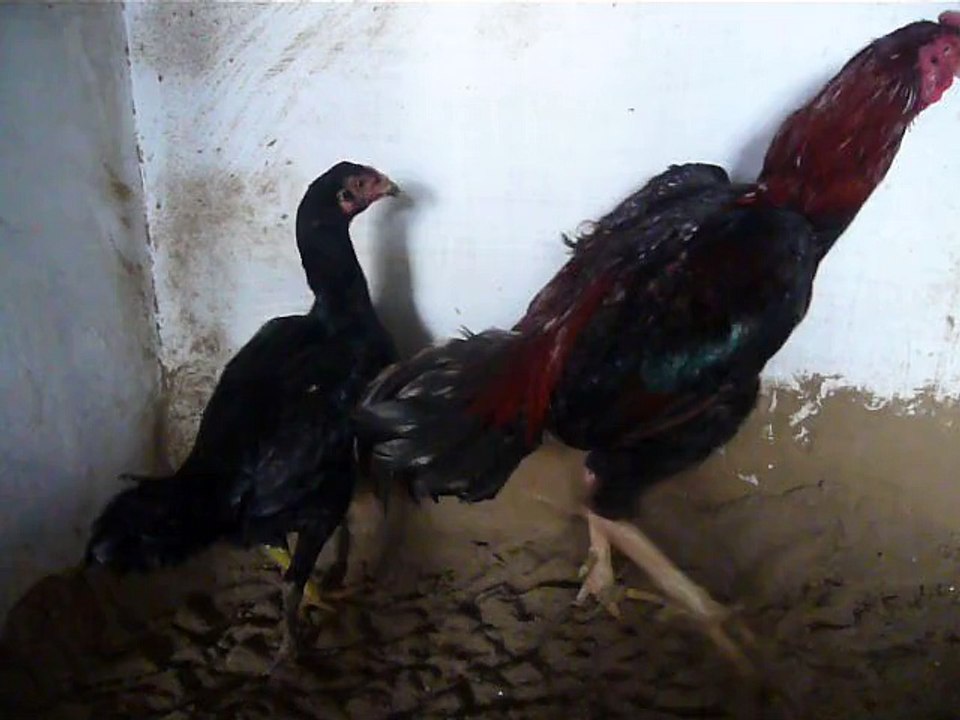 thai mail&ganoi femail