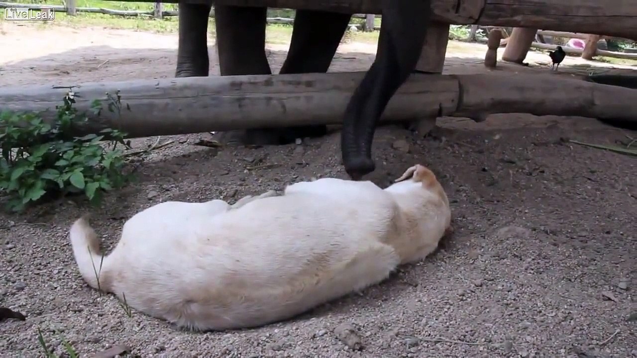 Baby elephant trying to wake up a sleeping dog