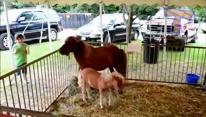 Funny ZOO fails and moments - Funny animal compilation