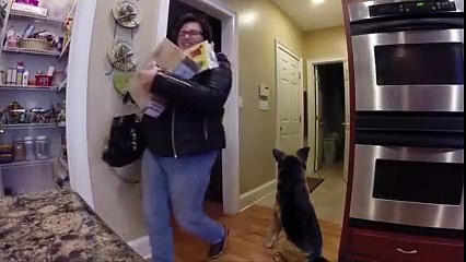 Scaring mum with a fake dog.... #BestPranks