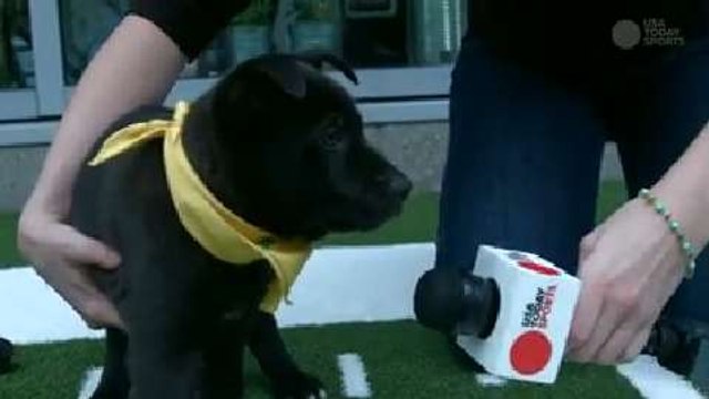 Puppy Bowl puppies preview the Super Bowl