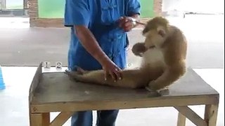 Monkey Doing Pushups