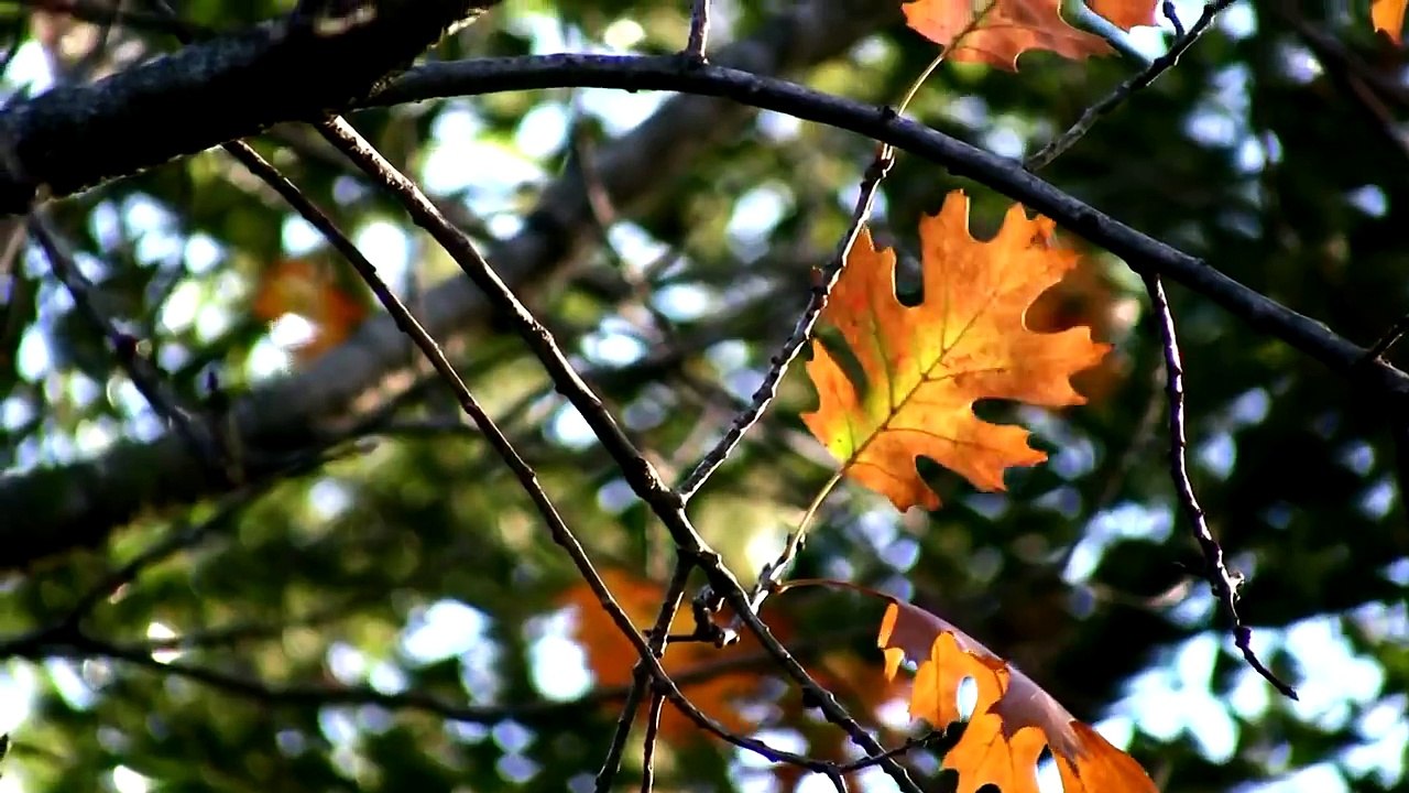 Nature Test Footage HD