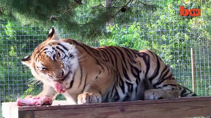 Big Cat Enthusiast Owns Six Tigers And Two Lions