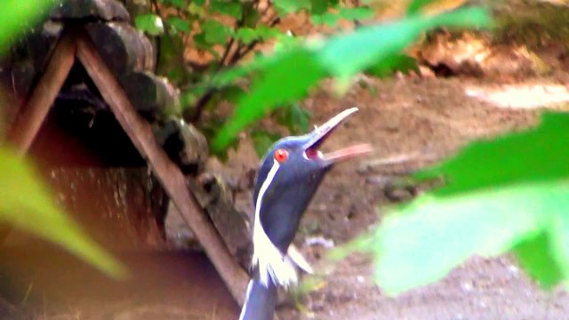 Demoiselle Crane in Opole Zoo Żuraw Stepowy w Zoo Opole