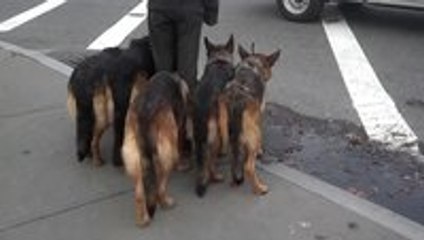 Walking German Shepherds