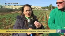 TV3 - Els Matins - Tret de sortida a la temporada de calçots